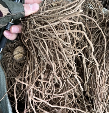 土牛膝正品野生土牛七各种规格全阴枝纯根部长条切段