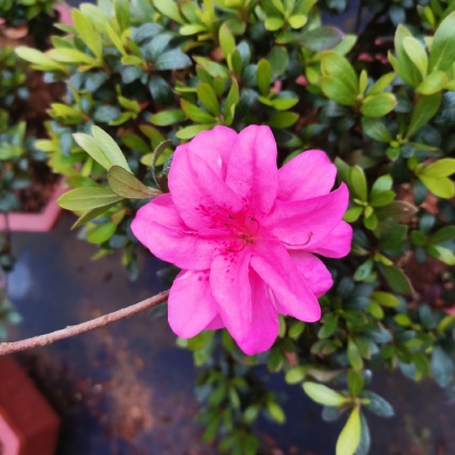 皋月杜鹃产地行情