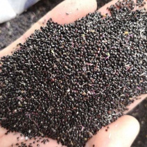 鸡冠花种子冠状鸡冠花火焰鸡冠花耐寒耐旱四季花提供种植技术