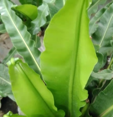 [山野菜批发]山苏菜价格28.00元/斤 - 一亩田