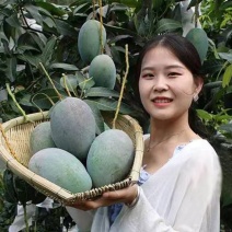 （热销）芒果果树苗正宗嫁接苗南方种植四季芒金煌芒当年结果