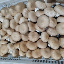 奥吉特牛排菇口蘑