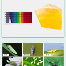 粘虫板黄板双面粘虫板大棚专用蓟马家用黄蓝一体色诱虫板果园