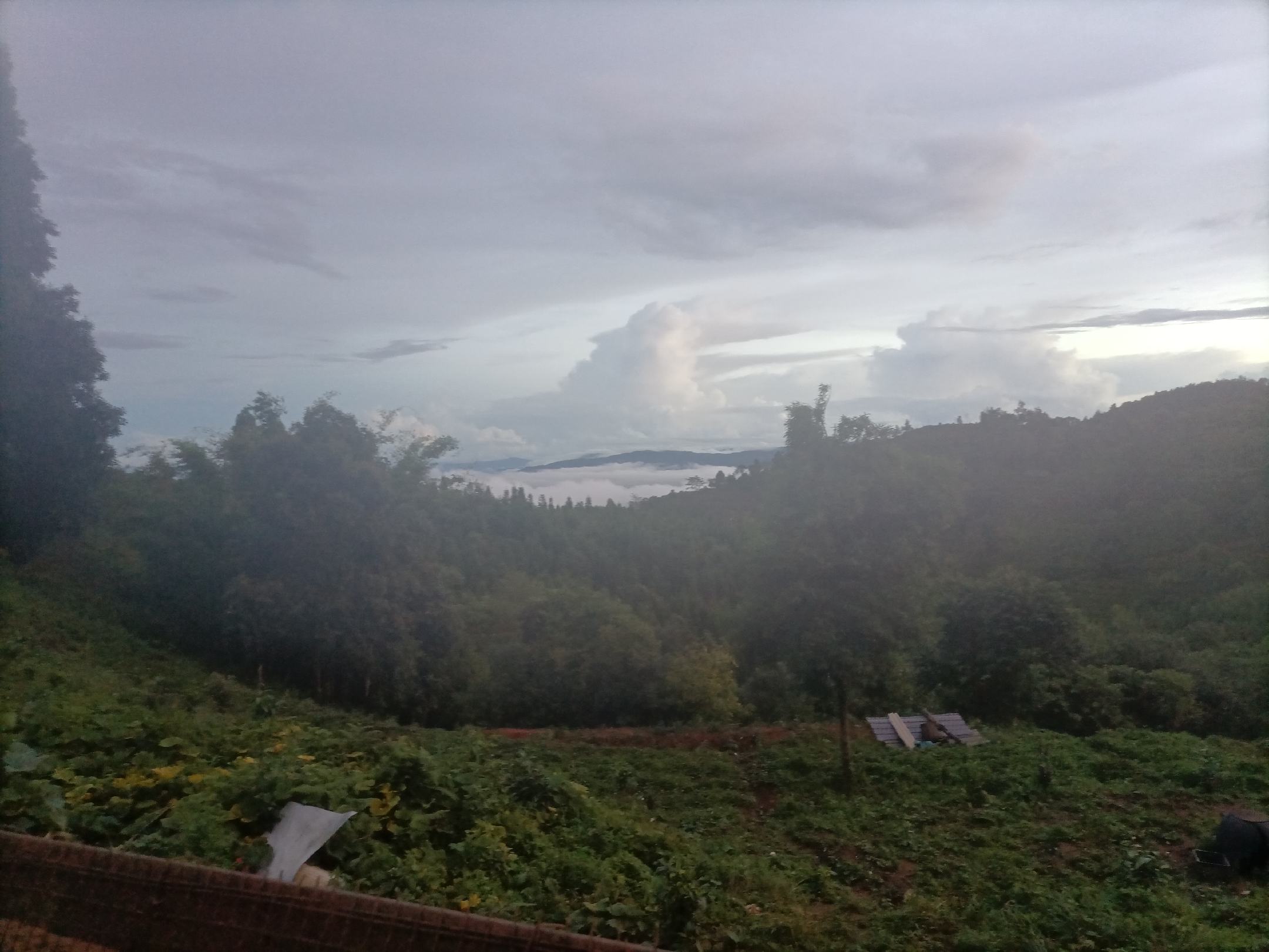 农家竹林采摘苦竹笋场景