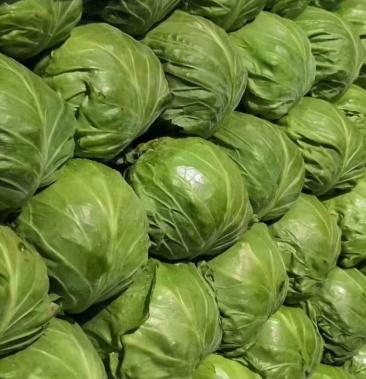 甘蓝大头菜卷心菜