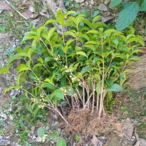 【桂花之乡产地直销】四季桂苗月月桂一年四季开花【包邮】