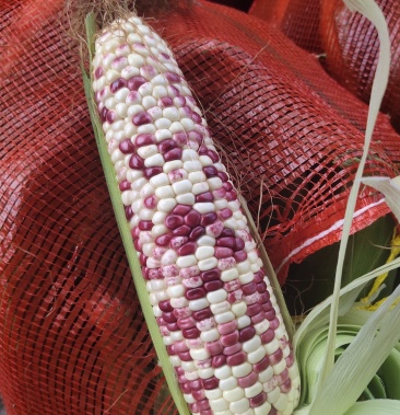 精品花糯玉米棒子大颗粒饱满质量好大量有货