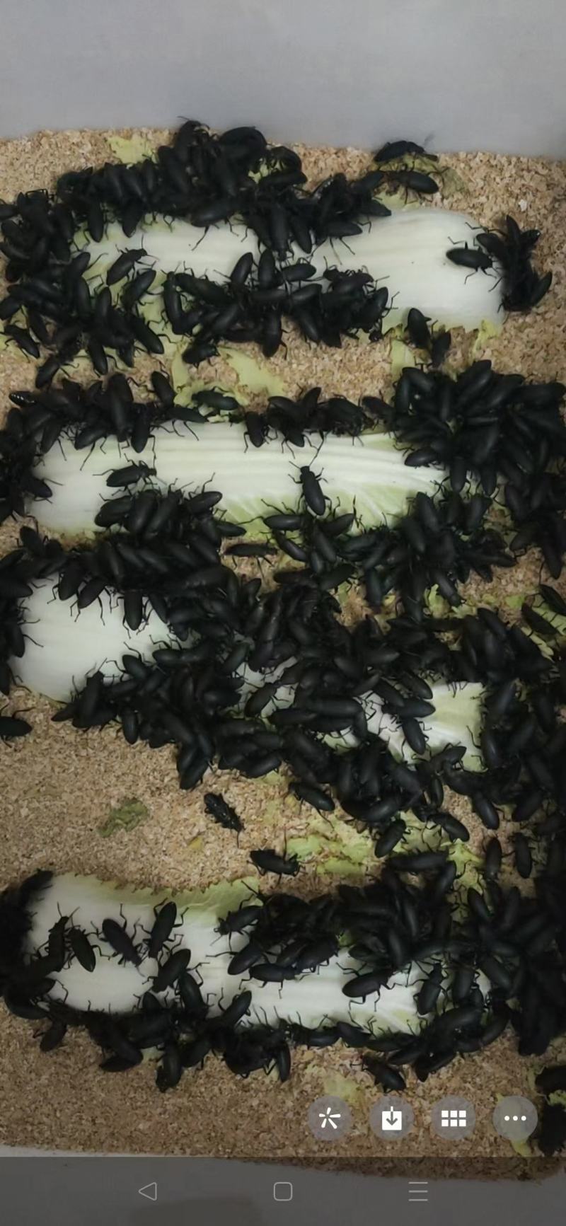 大麦虫养殖,包产量,包回收,包技术指导,签合同