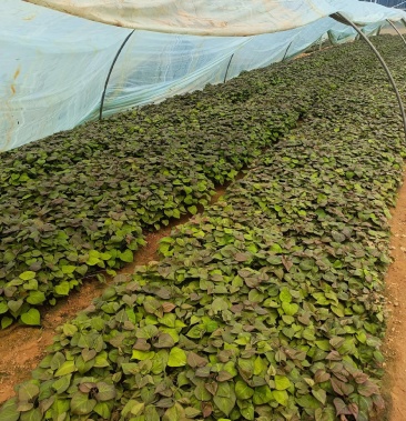 [白心红薯苗批发]白哈密红薯苗价格0.12元/棵 - 一亩田