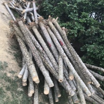 木棉树