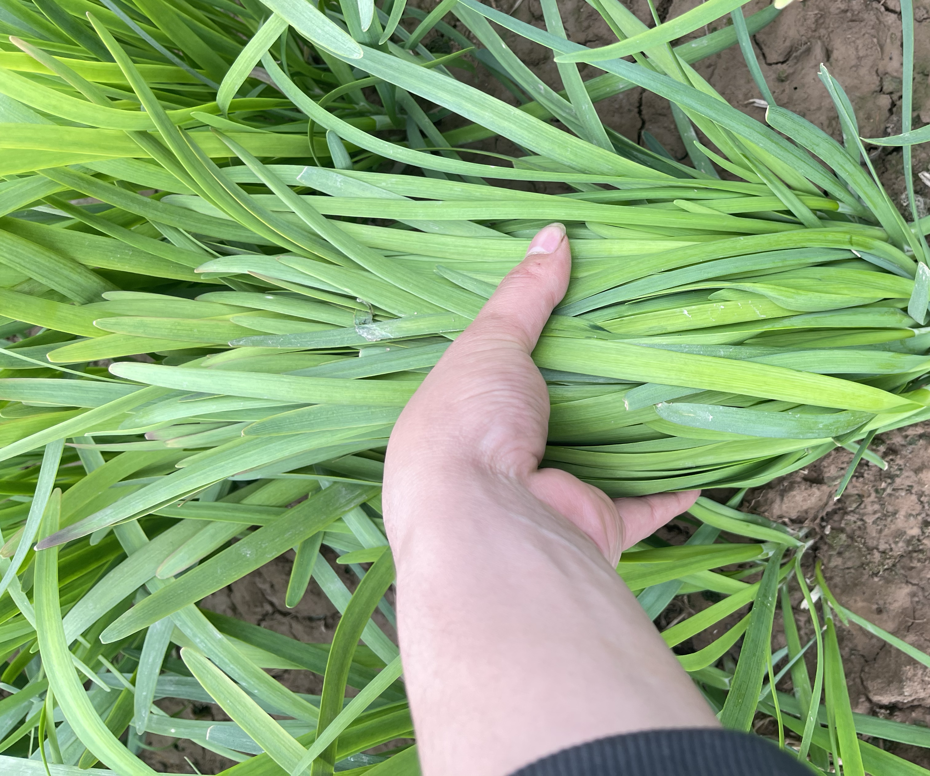 成品图:热气腾腾的韭菜炒鸡蛋装盘,色泽金黄带绿,诱人食欲 成品图:装盘的韭菜炒鸡蛋,颜色鲜亮,香气扑鼻