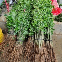 供应黄花梨树苗，正宗海南黄花梨树苗高度30-150厘米