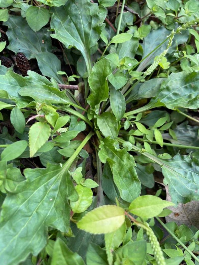 车前草每亩收多少斤(车前草一亩地产多少钱)