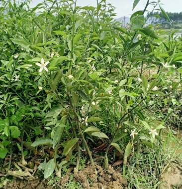 新会柑大苗茶枝柑大苗