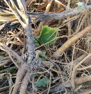 黄花败酱草臭败酱苗