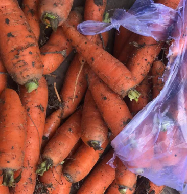 库存胡萝卜大量供应超市电商