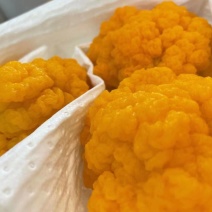 金耳菌