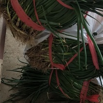 精品洋葱苗