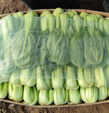 北方小油菜山西大同油菜基地