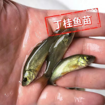 丁桂鱼苗丁贵鱼苗绿丁桂鱼苗，基地提供技术指导