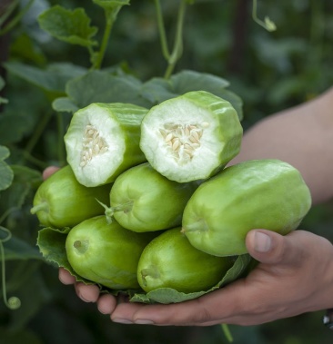 [脆瓜批发]河北青县八棱脆菜瓜脆瓜烧瓜捎地瓜价格5.00元/斤 - 一亩田