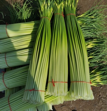 精品白帽蒜苔大量上市中价格优惠一手货源全国代发