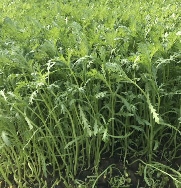 [茼蒿批发]精品茼蒿价格1.50元/斤 - 一亩田