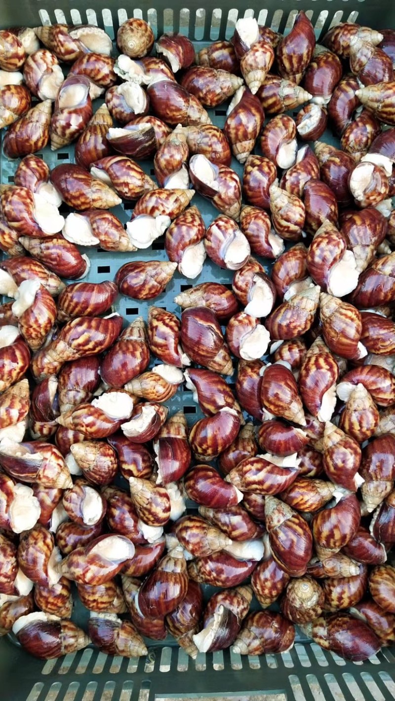 浙江白玉蜗牛,种蜗牛下蛋蜗牛,养殖场直供,全国发货