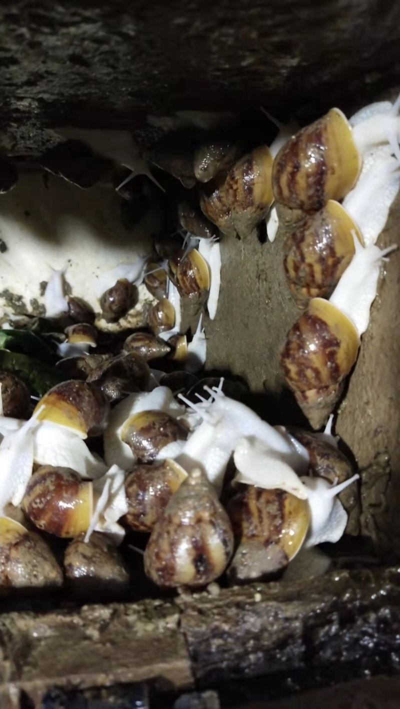 浙江白玉蜗牛,种蜗牛下蛋蜗牛,养殖场直供,全国发货
