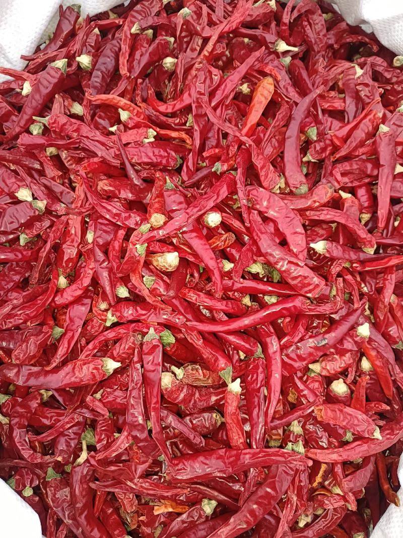 高辣朝天椒819 829 辣度五万货源充足稳定干度质量好