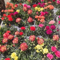 优质康乃馨初吻石竹基地直发花色多，量大便宜