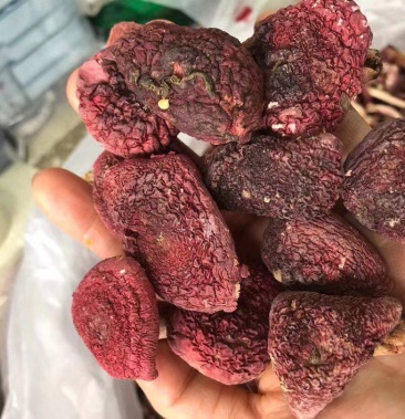 红菇干货500g福建武夷山正宗野生红香菇红蘑菇月子菇三明
