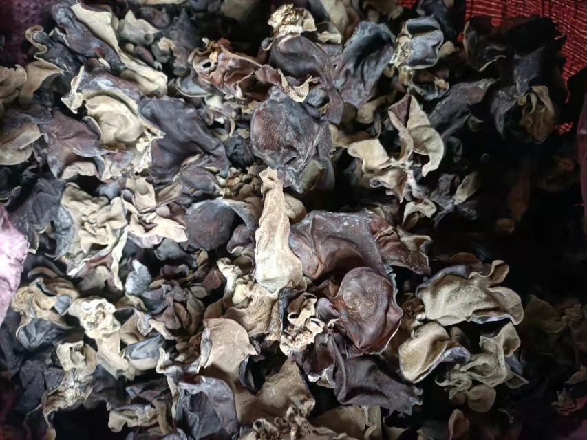 黑木耳与毛木耳对比图