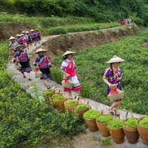 张家界藤茶嫩芽明前野生自产自销回味悠长