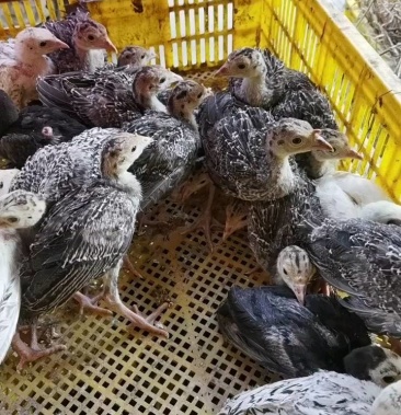 脱温火鸡青铜火鸡贝蒂娜火鸡品种保证疫苗做好
