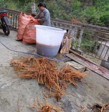 [山豆根批发]山豆根价格30.00元/公斤 - 一亩田