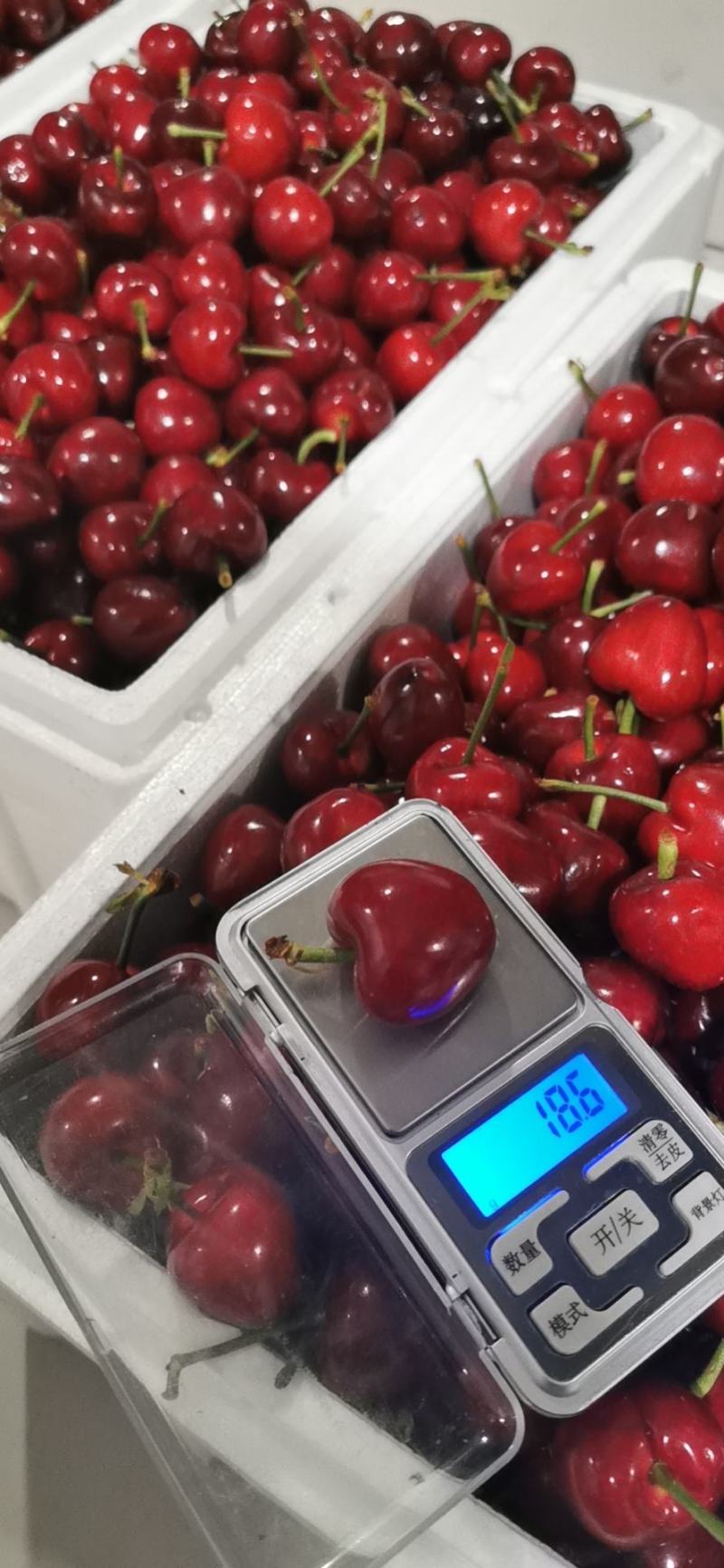 山东潍坊上林美早大樱桃大落价欢迎各地商贩前来采购