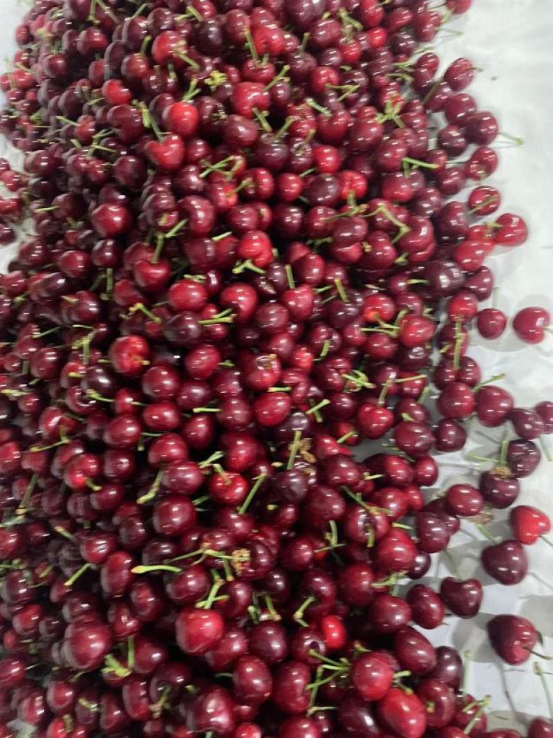 山东潍坊上林美早大樱桃大落价欢迎各地商贩前来采购