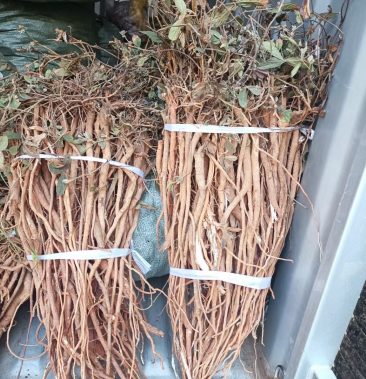 [千斤拔批发]纯野生千斤拔 大小通货26一斤 20斤起批 大小通货价格26.