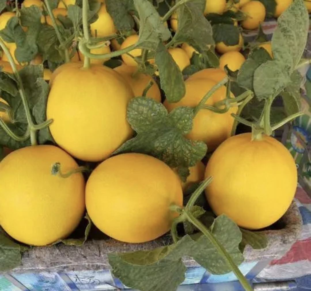 瑞甜16甜瓜成熟果实特写