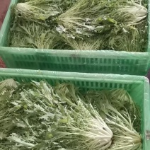 精品苦菊长年有货保证质量代发全国合作共赢