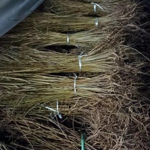 两年生连翘苗0.5-0.8地径