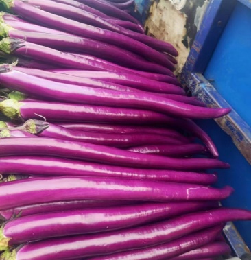 黑线茄亮度好大量有货需要的联系鲁南蔬菜基地