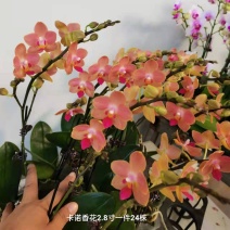 卡诺香花2.8寸一件24株15元一株都有花苞品质非常漂亮