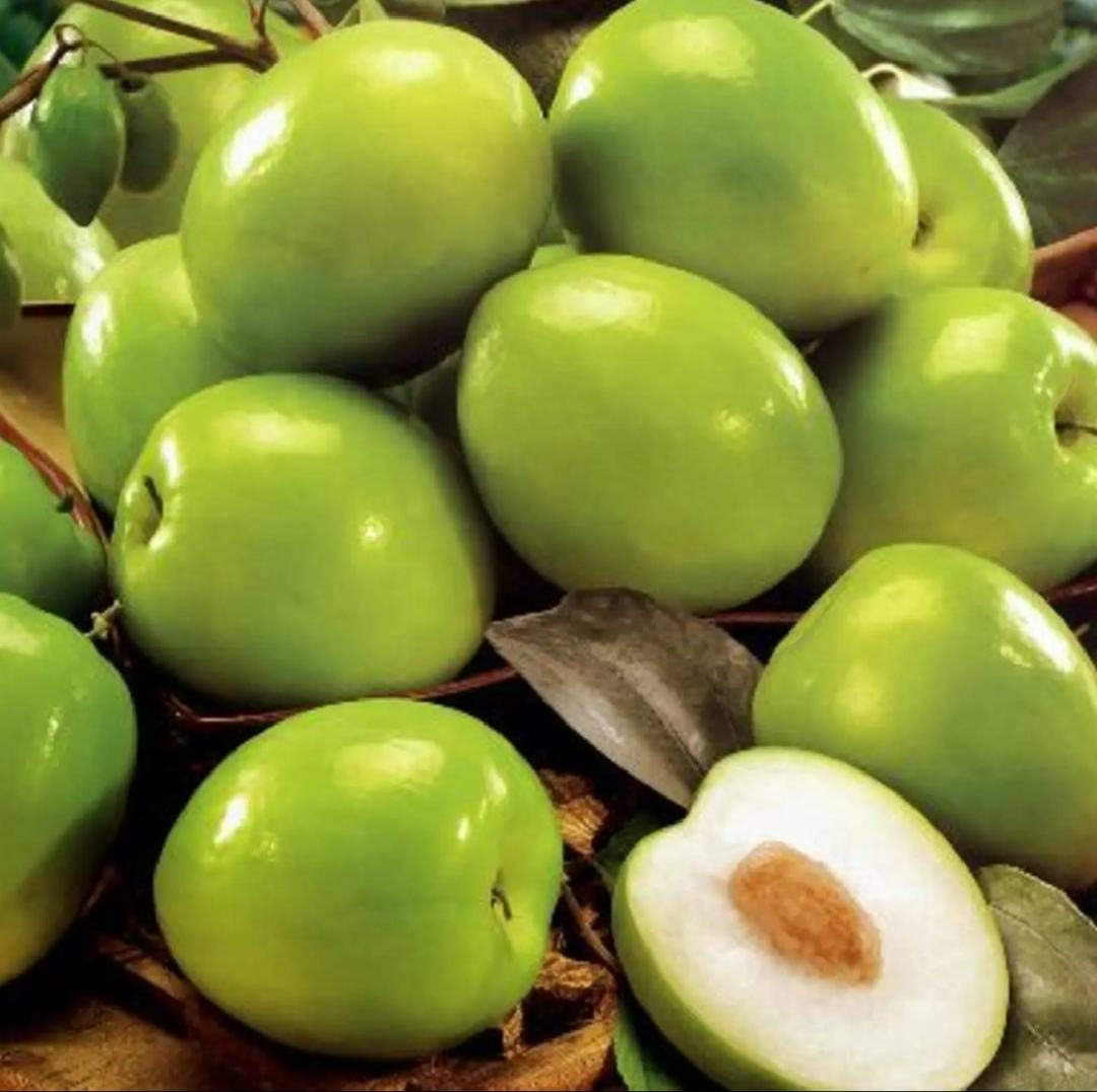 青枣苗在阳光下的生长状态