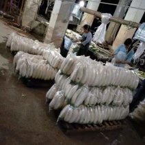 正宗萝卜现货秒发量大从优
