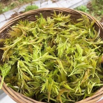 2022新茶来凤富硒藤茶特级芽尖茶降三高改善亚健康批零兼