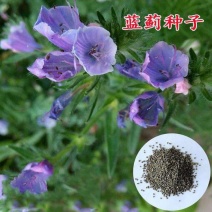 蓝蓟种子蓝刺头种子混色多年生植物四季花种庭院盆栽景观花海