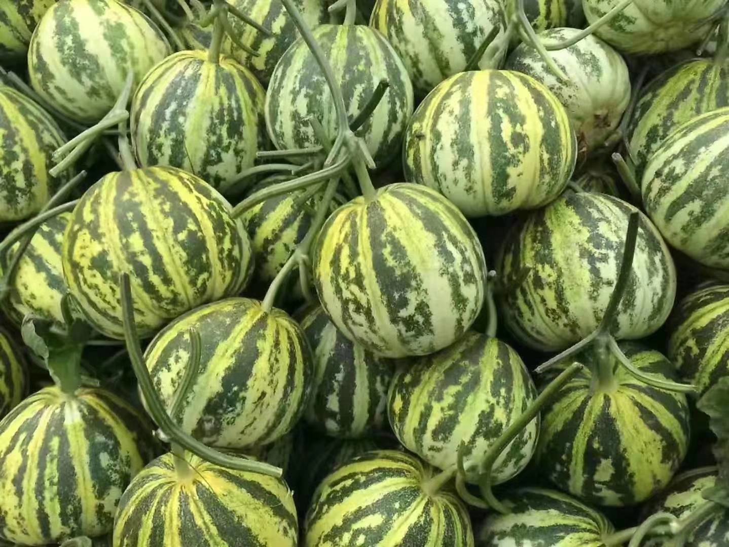 花皮甜瓜整体特写