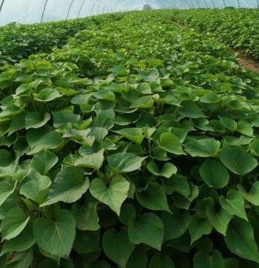 慧谷脱毒秦薯5号红薯苗